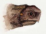Pen-and-ink with watercolor of the head of a juvenile box turtle--side view.