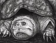 Black colored pencil and conte crayon on stipple board of a large female snapping turtle.  This image available as a notecard.