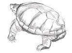 Pencil sketch of a Yellow Mud Turtle.